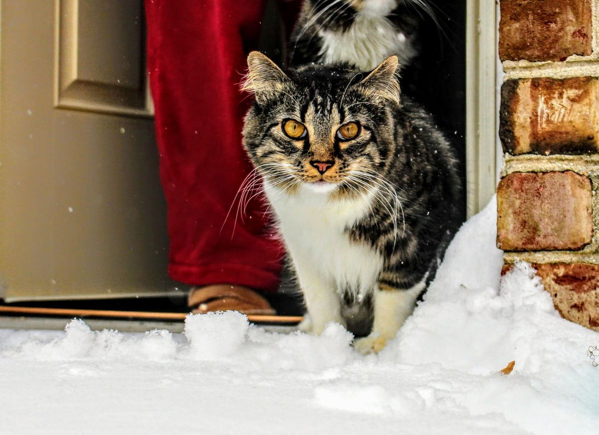 How to keep your cat safe outside in the winter